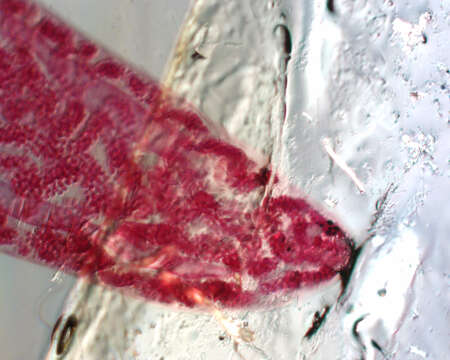 Image of Gorgoderina multilobata Ingles & Langston