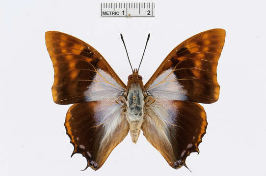 Imagem de Charaxes lactetinctus Karsch 1892