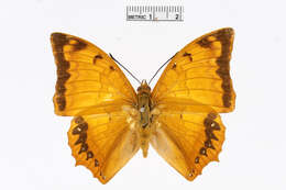 Imagem de Charaxes marmax Westwood 1848