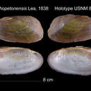 Imagem de Elliptio hopetonensis (I. Lea 1838)