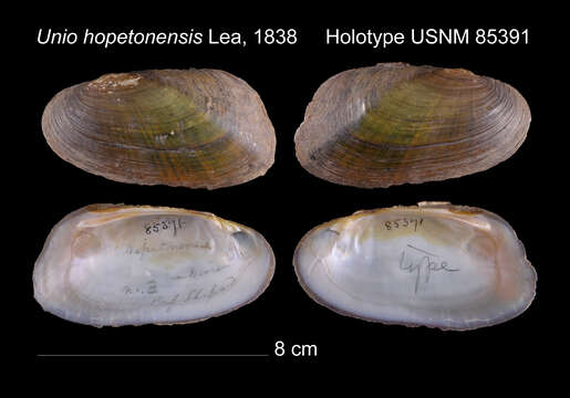 Image of Elliptio hopetonensis (I. Lea 1838)