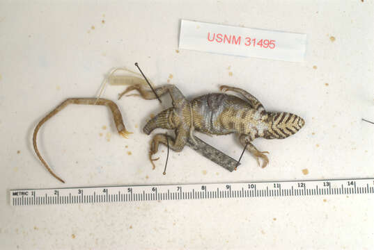 Imagem de Sceloporus pyrocephalus Cope 1864