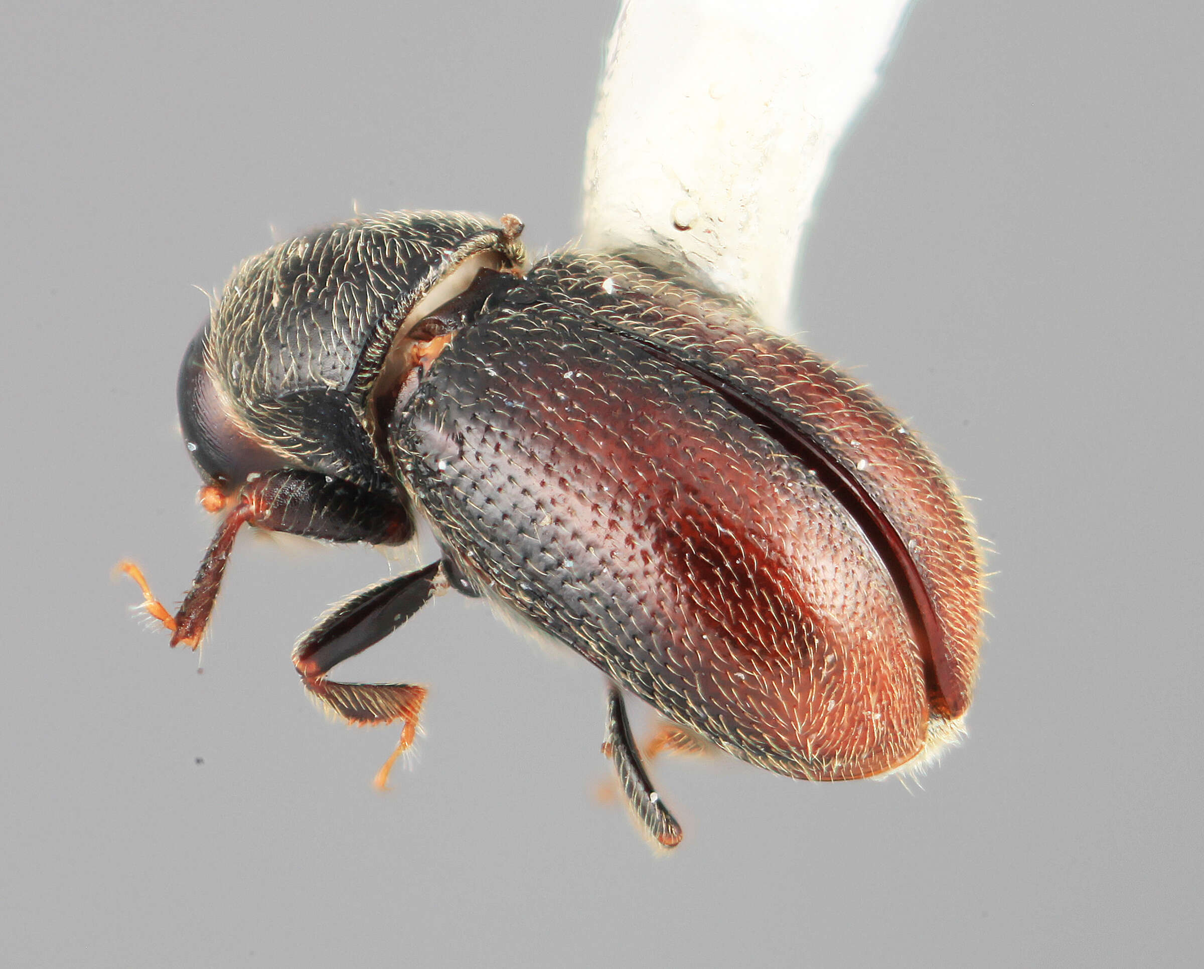 Image of Scolytodes semipunctatus Wood 1978