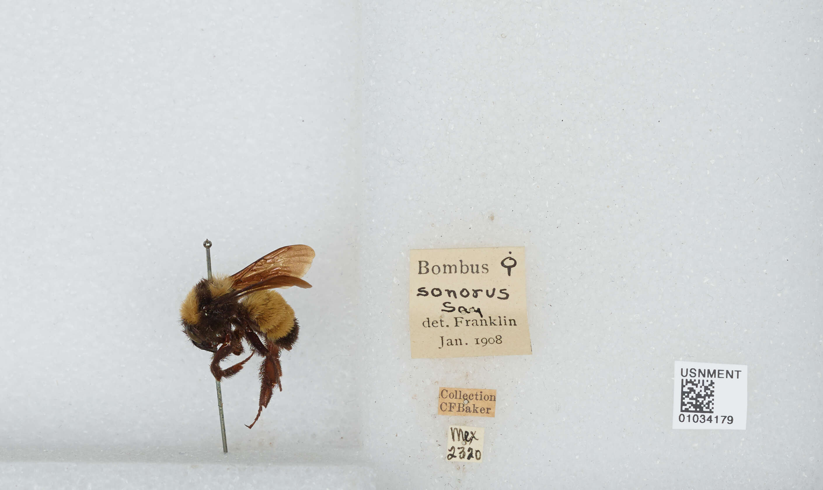 Слика од Bombus sonorus Say 1837