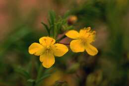 Image of yellow licorice weed