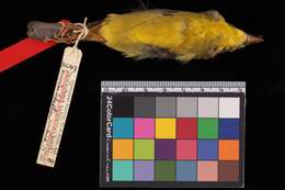 Basileuterus culicivorus flavescens Ridgway 1902 resmi