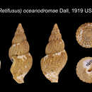 صورة Plicifusus oceanodromae Dall 1919