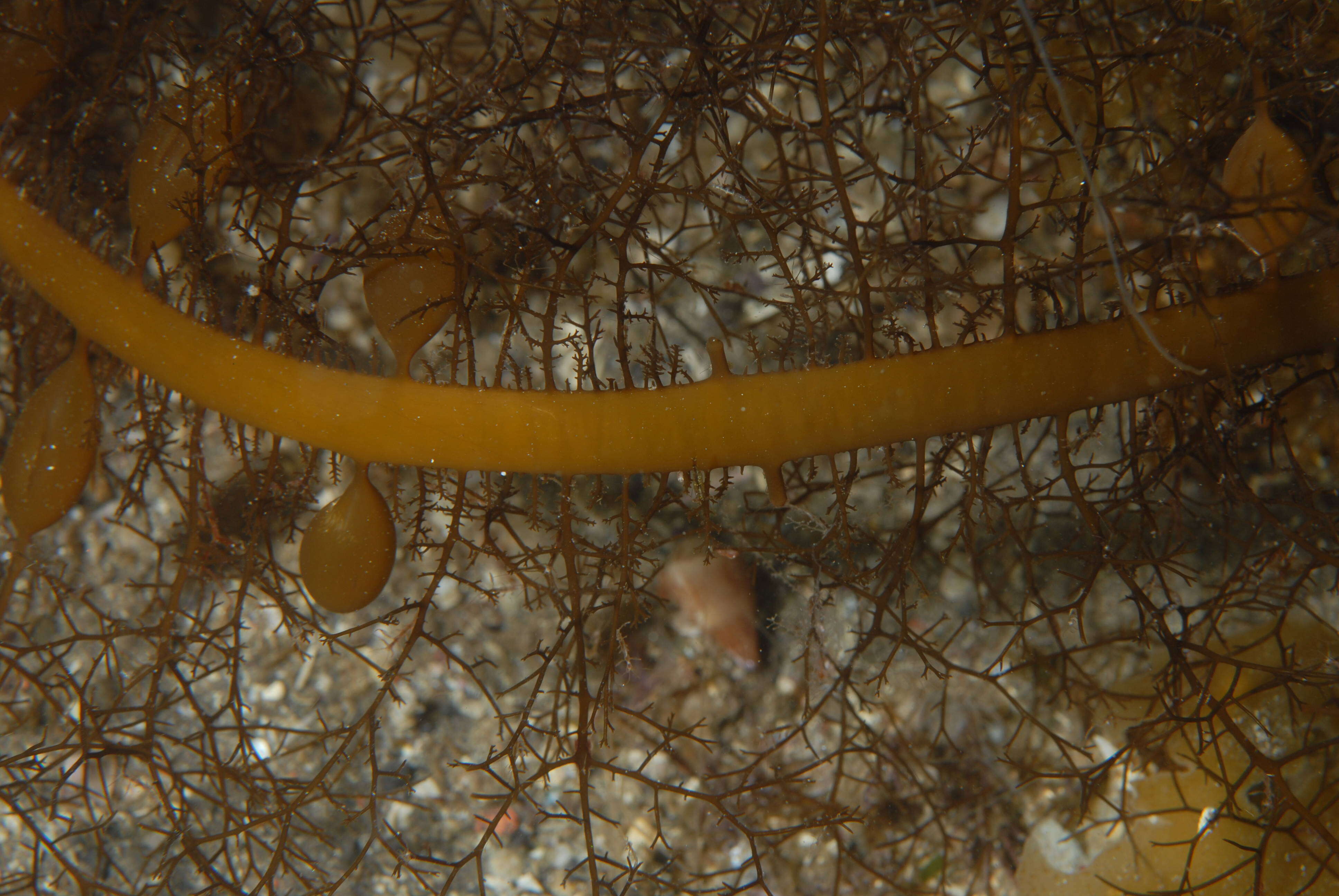 Image of Phaeophyceae