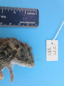 Image of Revillagigedo Island Red-backed Vole