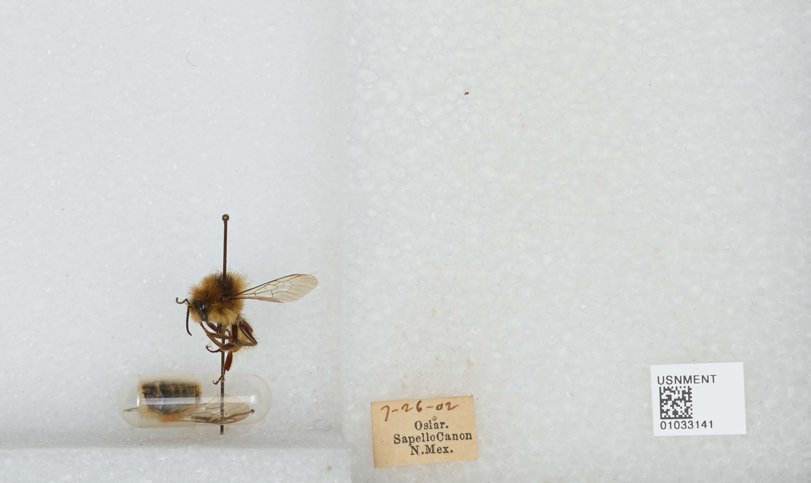 Image of Tricolored Bumble Bee