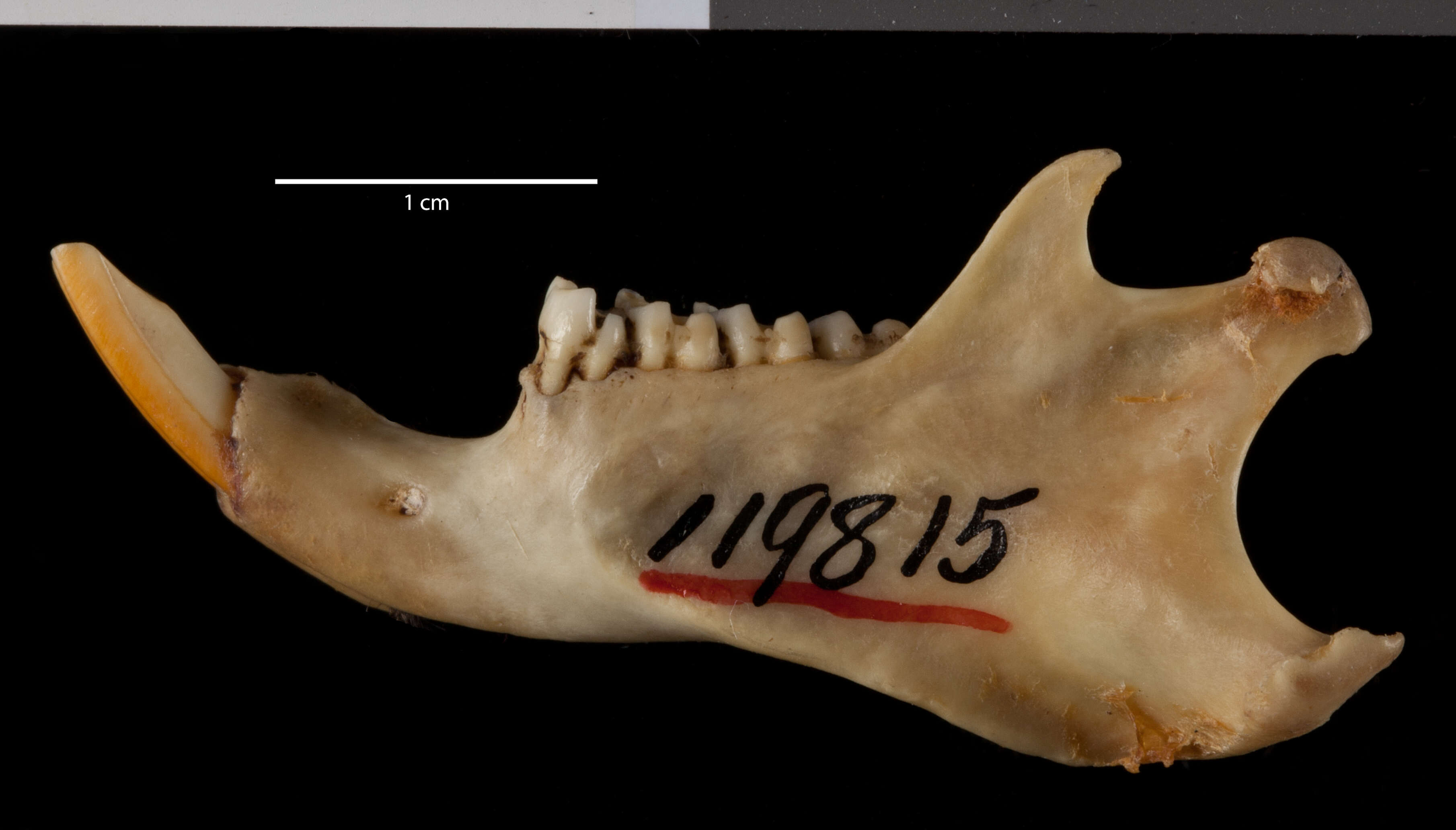 Image of Urocitellus parryii ablusus (Osgood 1903)