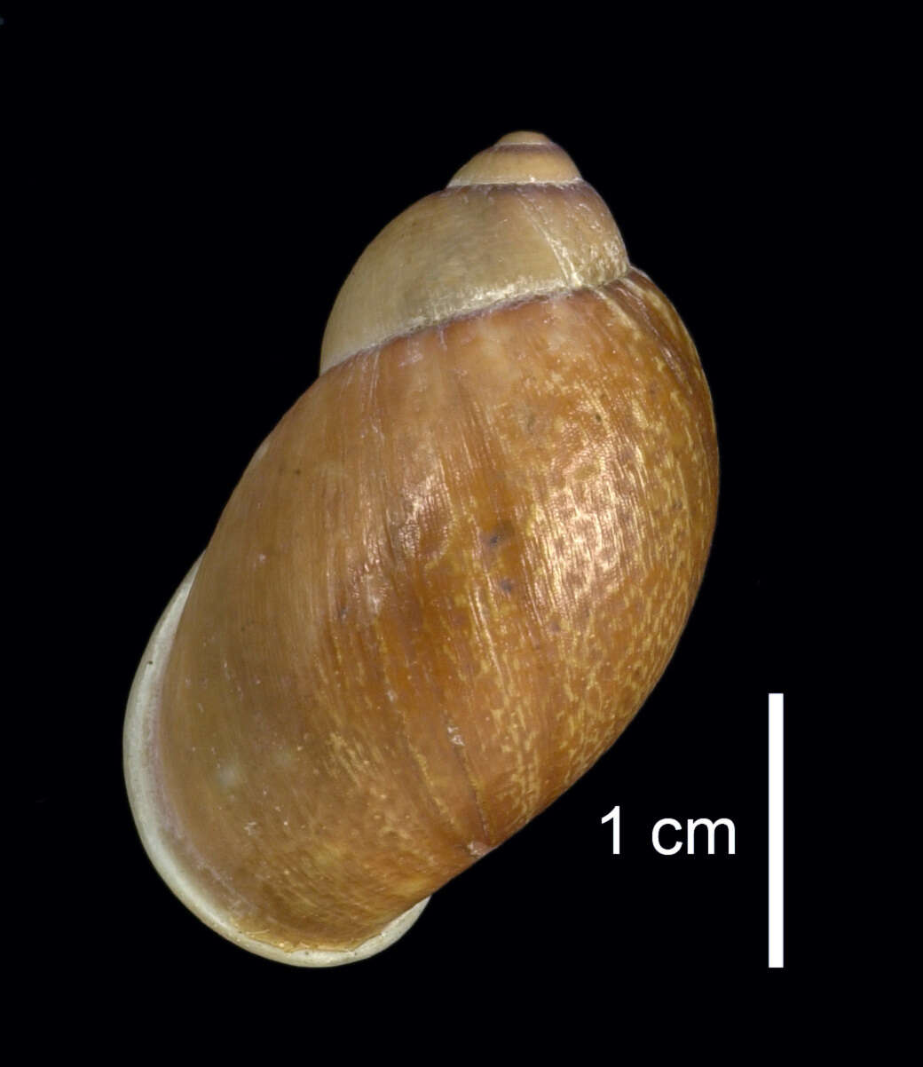 Imagem de Plekocheilus glandiformis (I. Lea 1838)