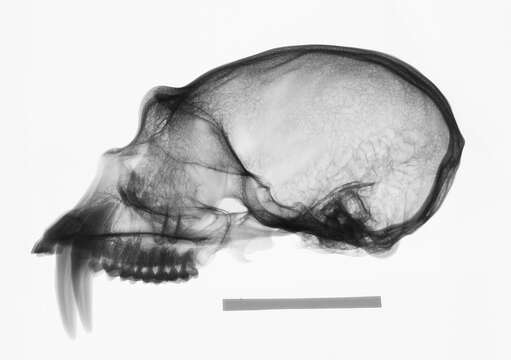 Image de Hylobates lar entelloides I. Geoffroy Saint-Hilaire 1842