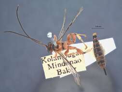 Image of Xanthopimpla walshae Townes & Chiu 1970