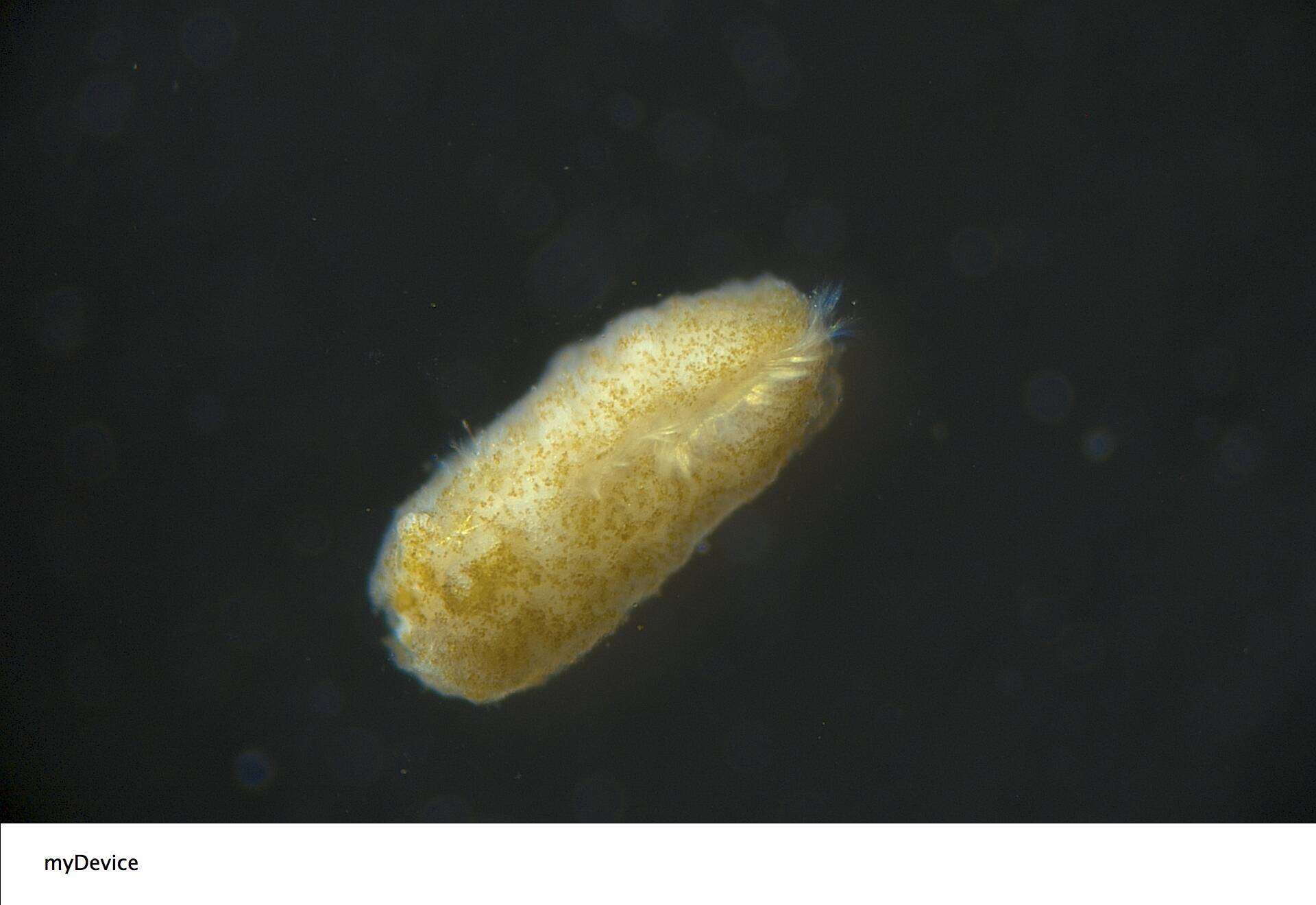 Image of Palythoa heliodiscus (Ryland & Lancaster 2003)