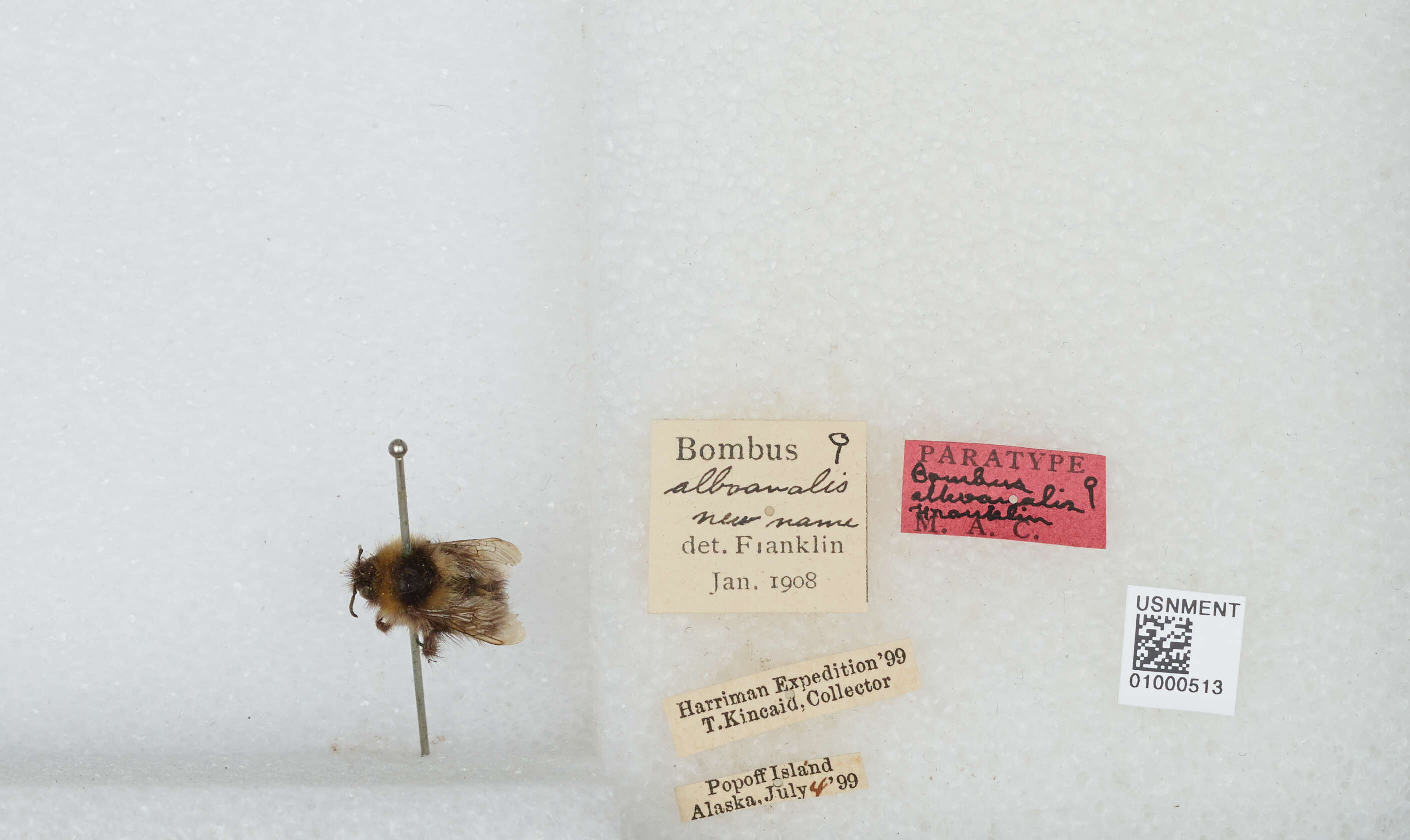 Image of Bombus jonellus (Kirby 1802)