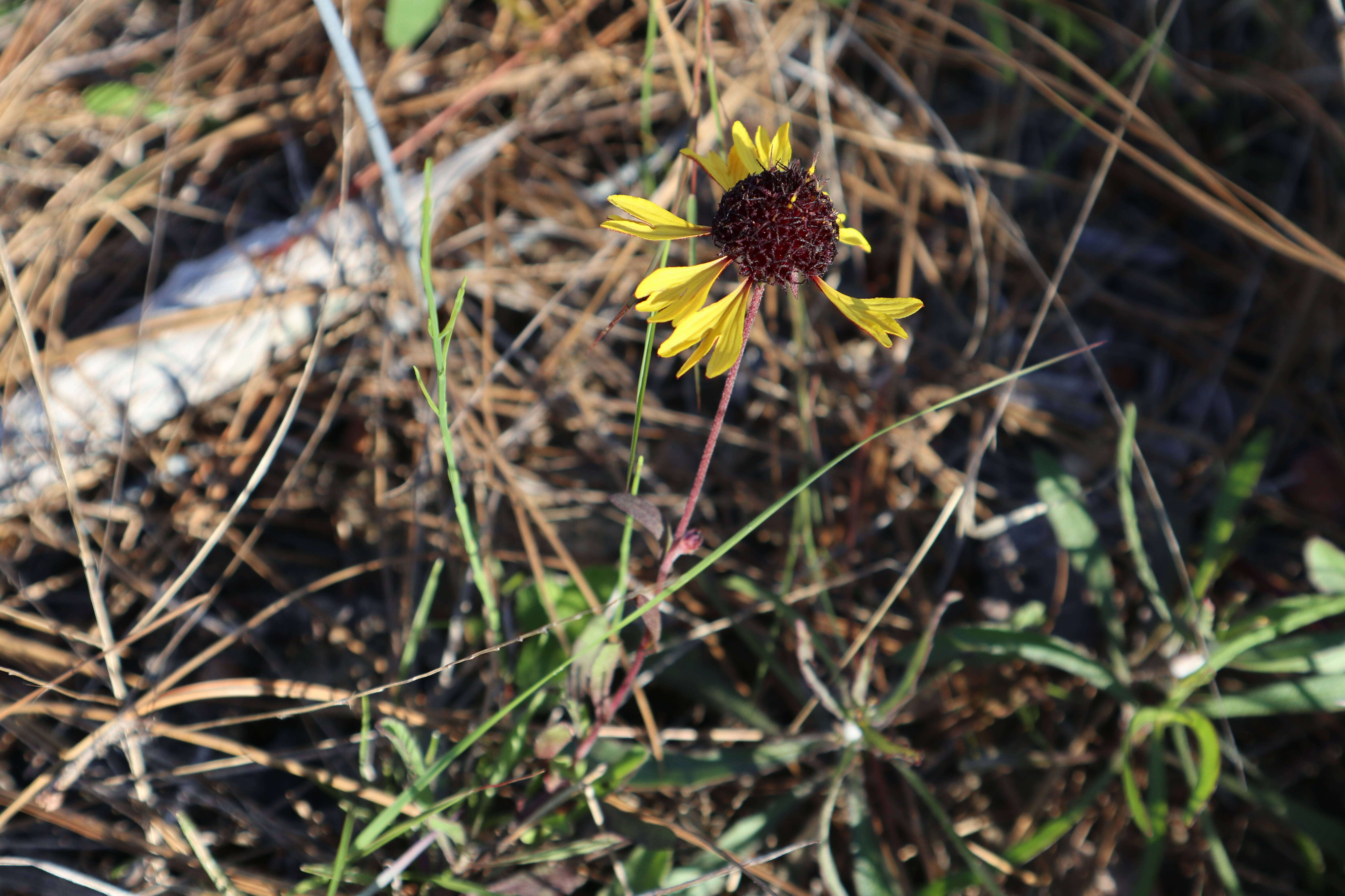 Image de Gaillardia aestivalis (Walt.) H. Rock