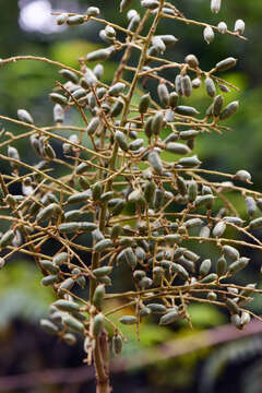 Image of Talisia Aubl.