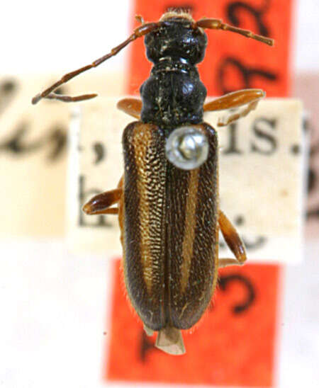 Image of Hapalosalia lineicornis Casey 1913