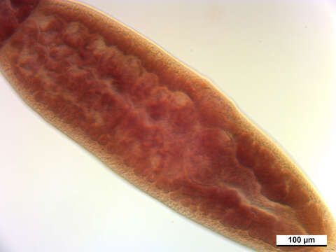 Image of Echeneibothrium multiloculatum Carvajal & Dailey 1975