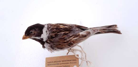 Image of Common Reed Bunting