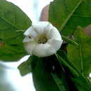 Image of Remy's Gardenia