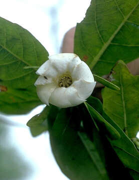 Sivun Gardenia remyi H. Mann kuva