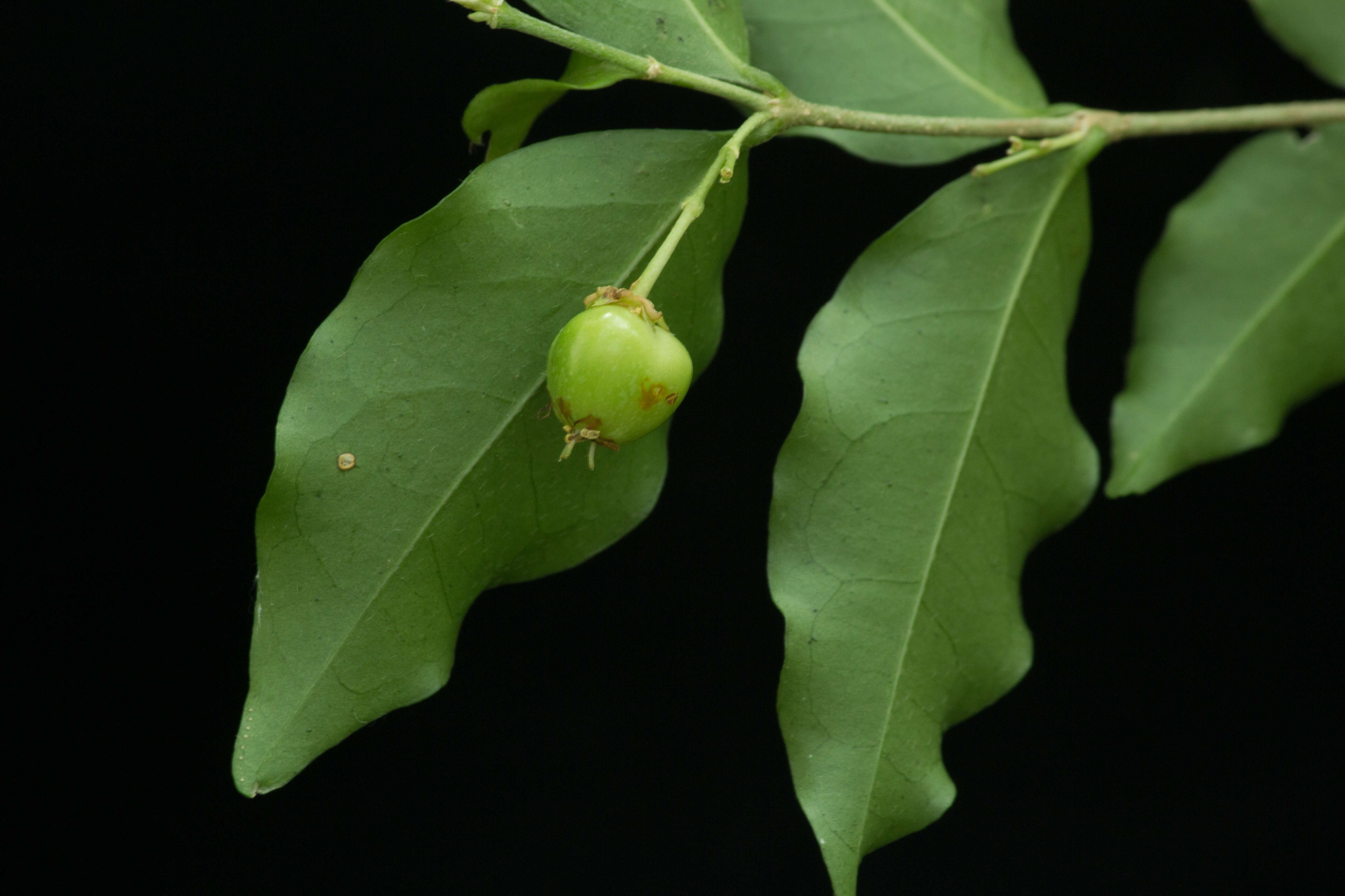 Imagem de Malpighia glabra L.