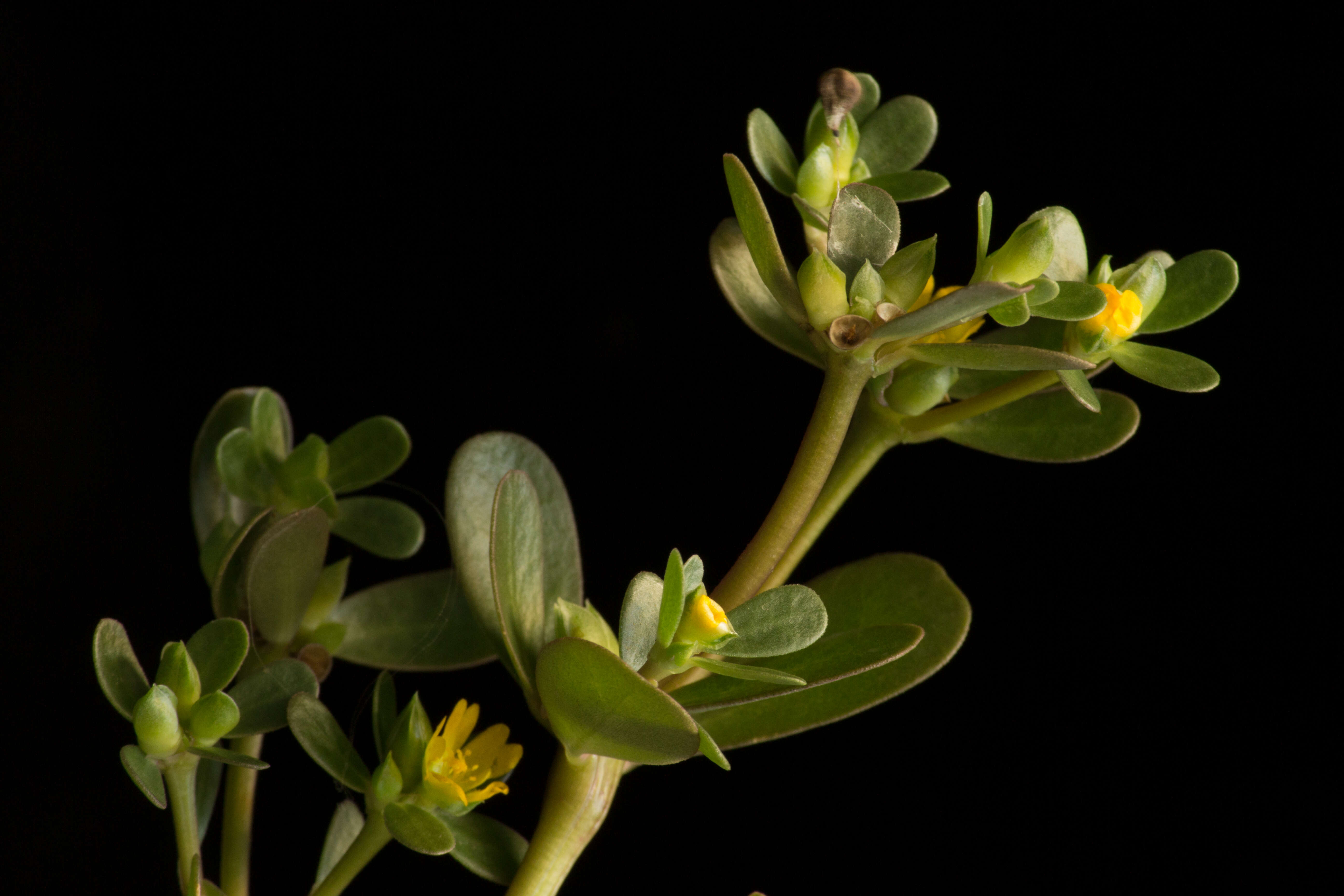 Image of common purslane