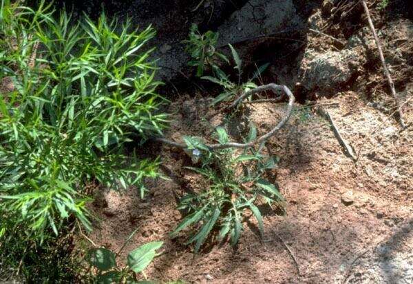 Imagem de Oenothera triloba Nutt.