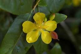 Image of Thomas' bird's-eye bush