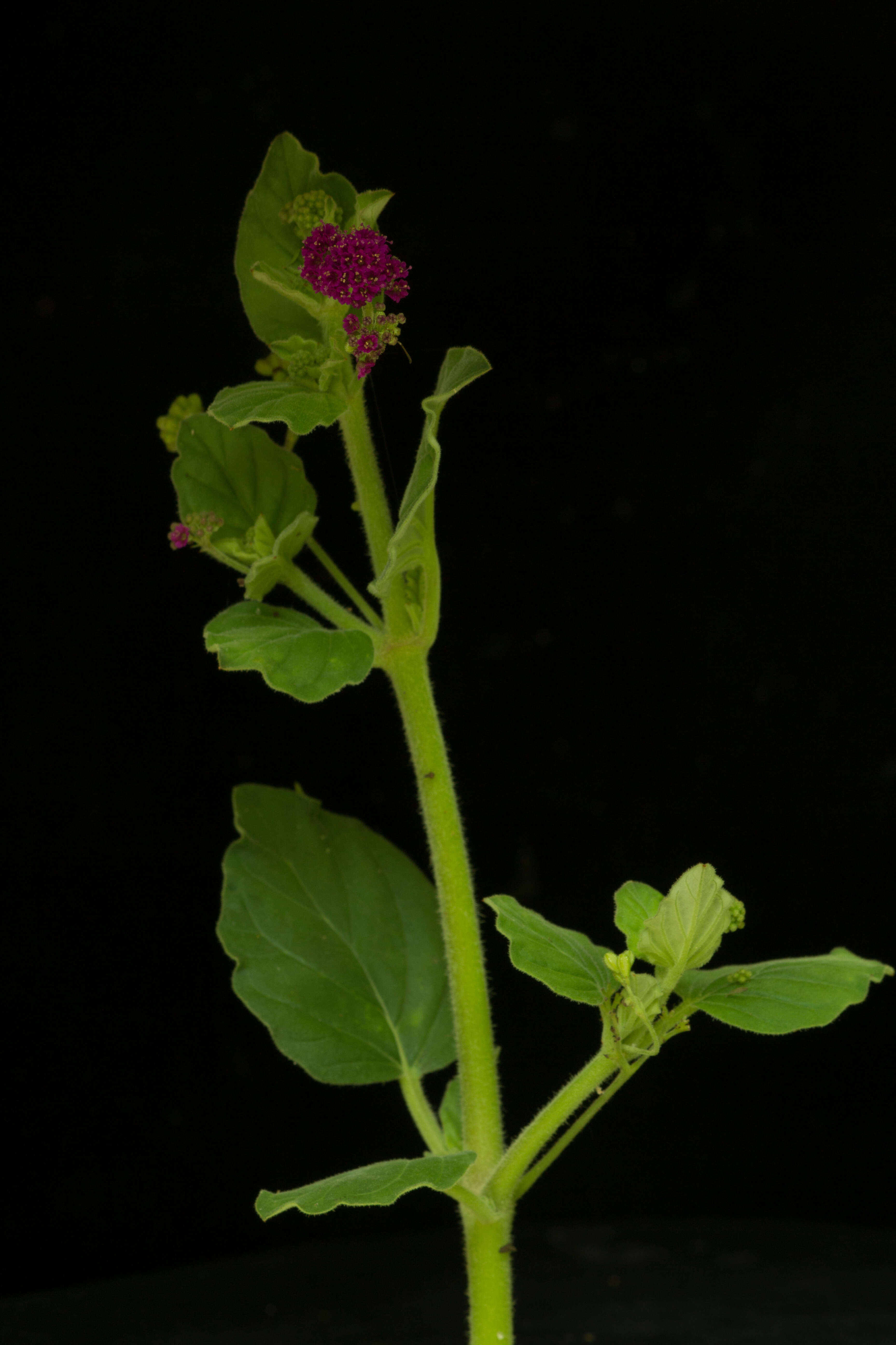 Image of scarlet spiderling