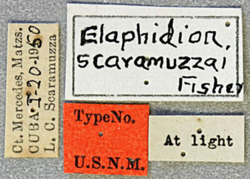 Image of Elaphidion scaramuzzai Fisher 1951