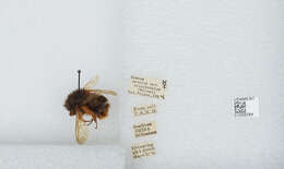 Слика од Bombus eximius Smith 1852