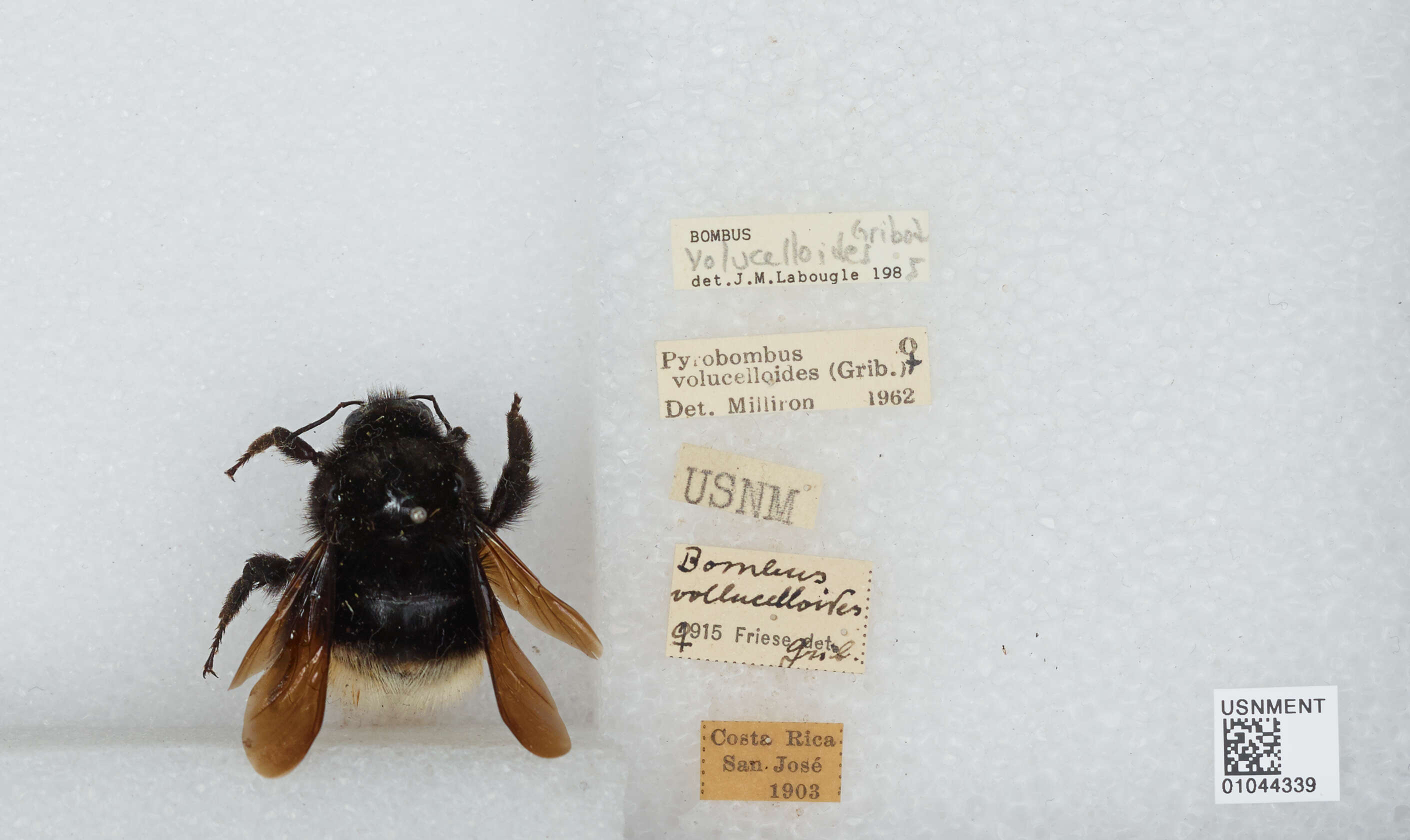 Imagem de Bombus volucelloides Gribodo 1892