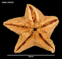 Pteraster gibber (Sladen 1882) resmi