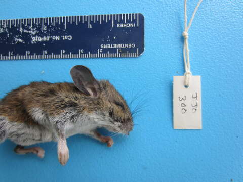 Image of White-footed Deermouse