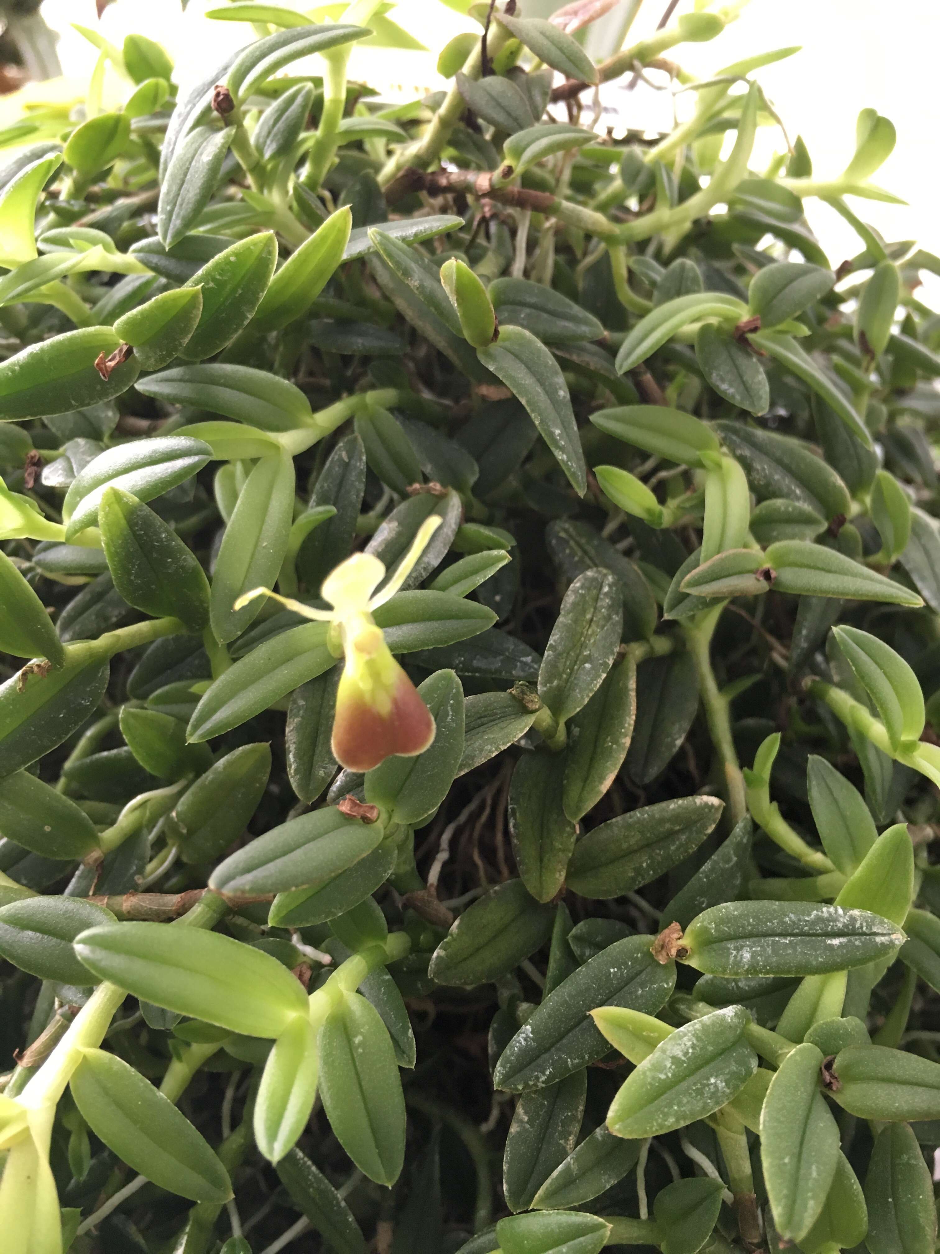 Image of Epidendrum porpax Rchb. fil.