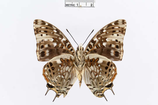 Charaxes etesipe Godart 1824的圖片