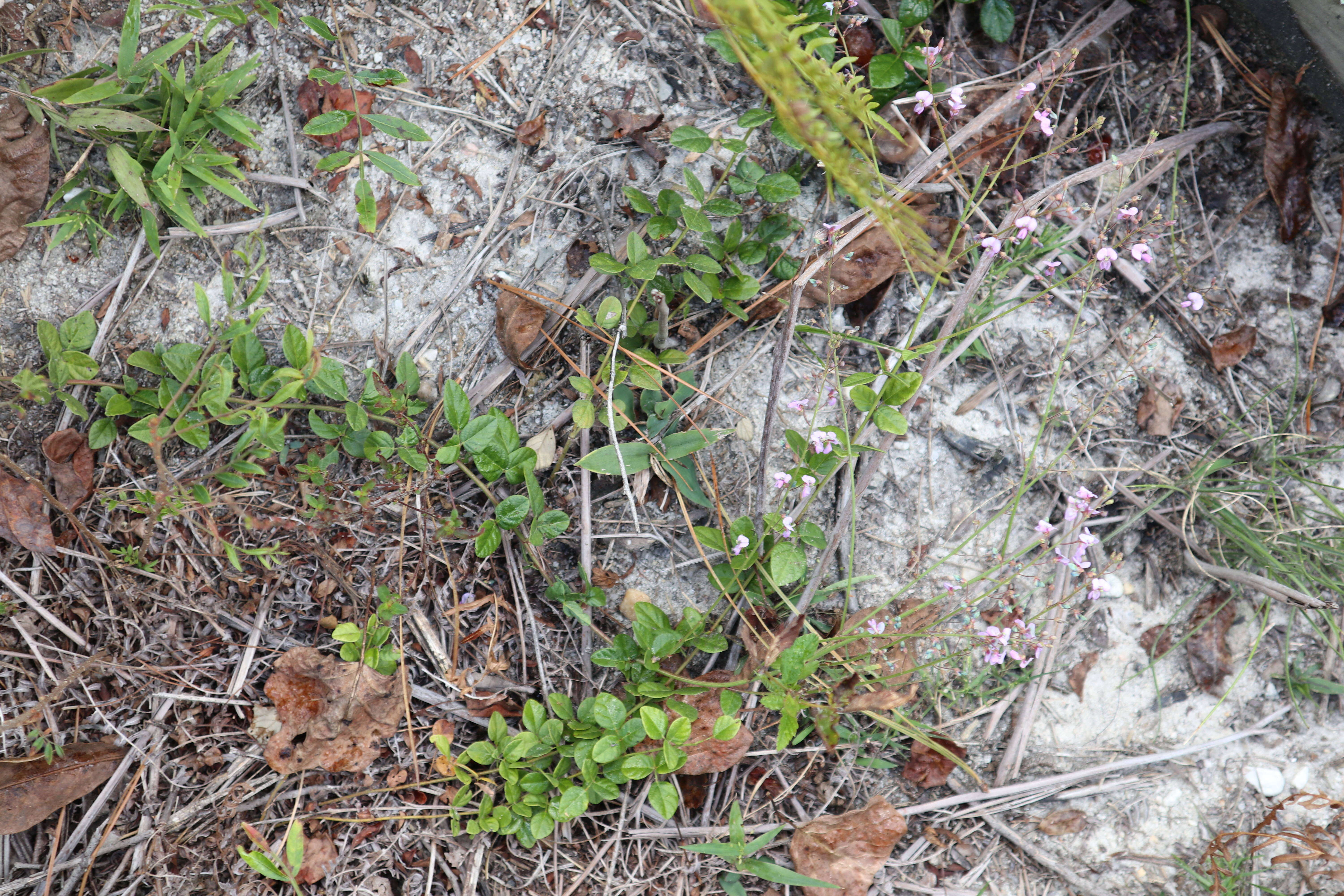 Image de Lespedeza procumbens Michx.