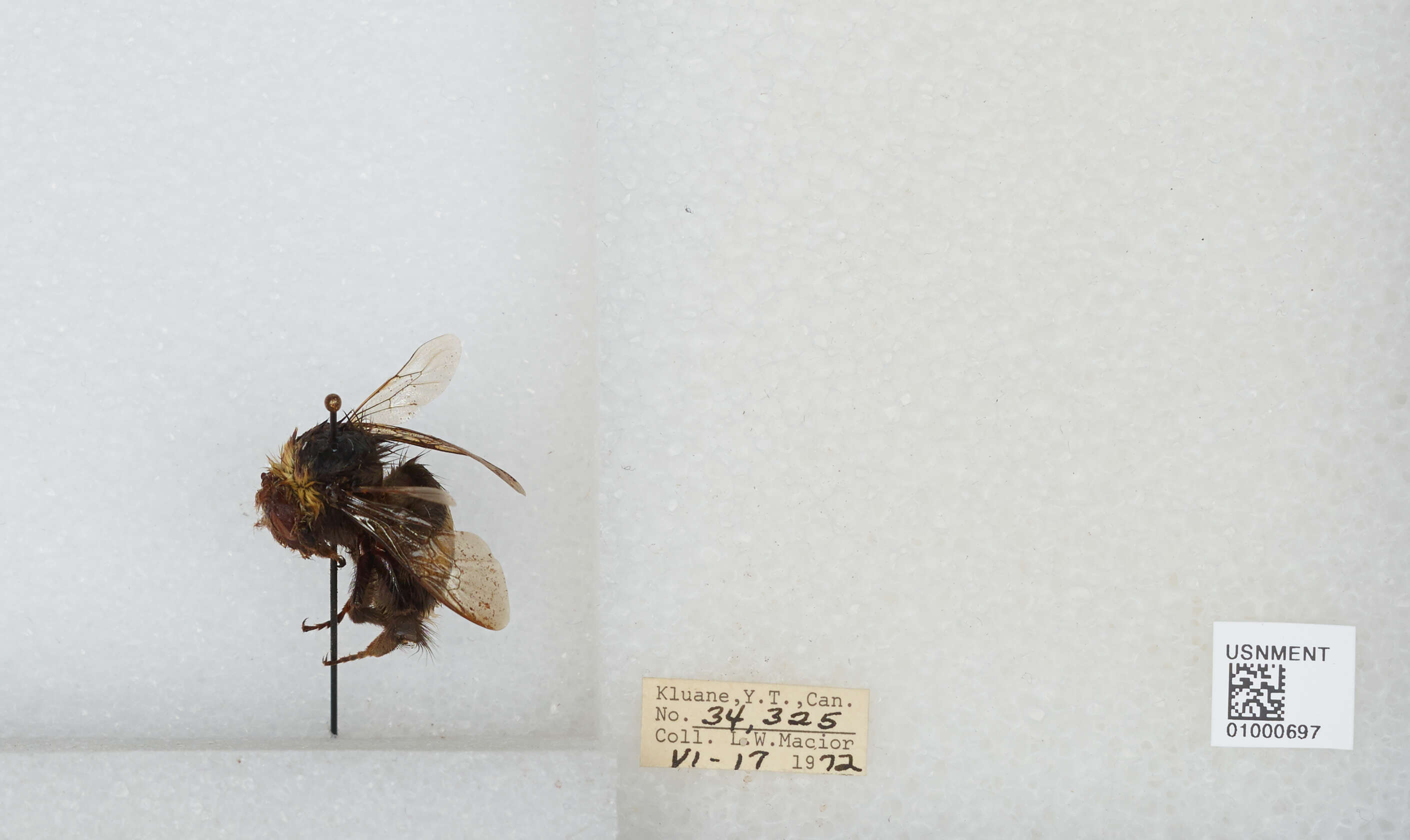 Image of White-tailed bumblebee