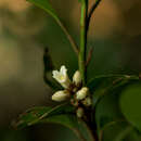Image of Conchocarpus pentandrus (A. St.-Hil.) J. A. Kallunki & J. R. Pirani