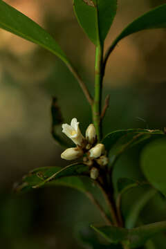 Image of Conchocarpus pentandrus (A. St.-Hil.) J. A. Kallunki & J. R. Pirani