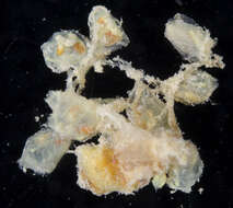 Image of Creeping ascidian