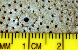 Montipora verrucosa (Lamarck 1816)的圖片