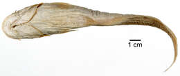 Image of Acheloos catfish