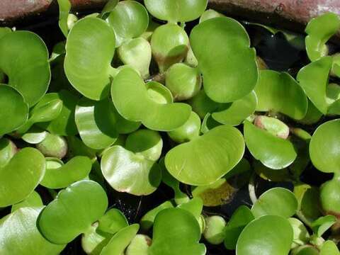 Image of Waterhyacinth