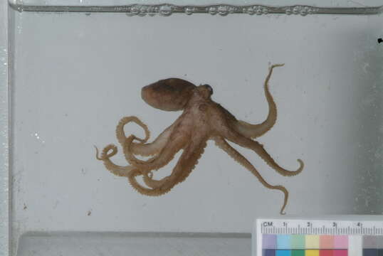 Image of Octopus Cuvier 1798