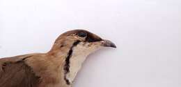 Image of Black-winged Pratincole