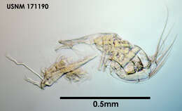 Image of Archiconchoecemma simula (Deevey 1982)